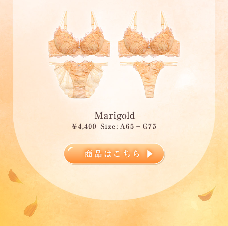 ハニーマリーゴールドブラセット
